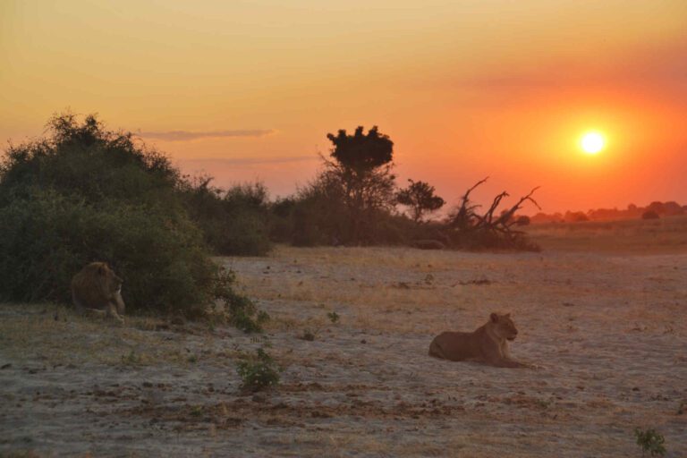 Leeuwen bij zonsondergang in Chobe
