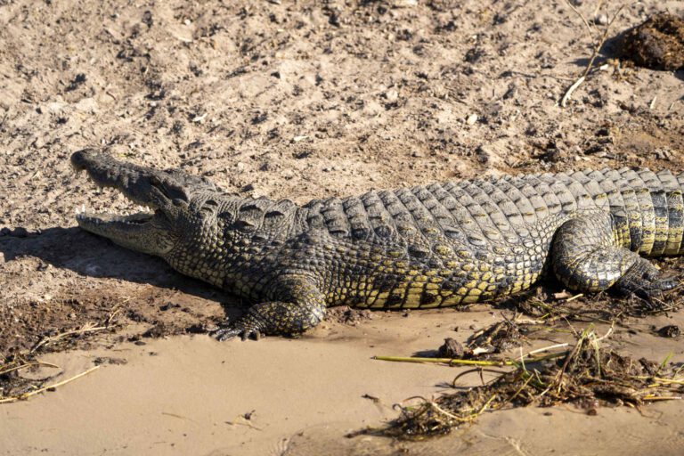 Chobe Crocodile