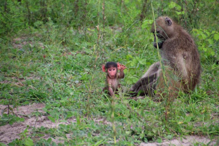 Baviaan in Chobe NP