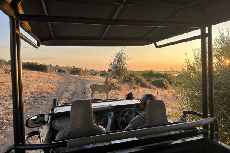 Chobe Game Drive