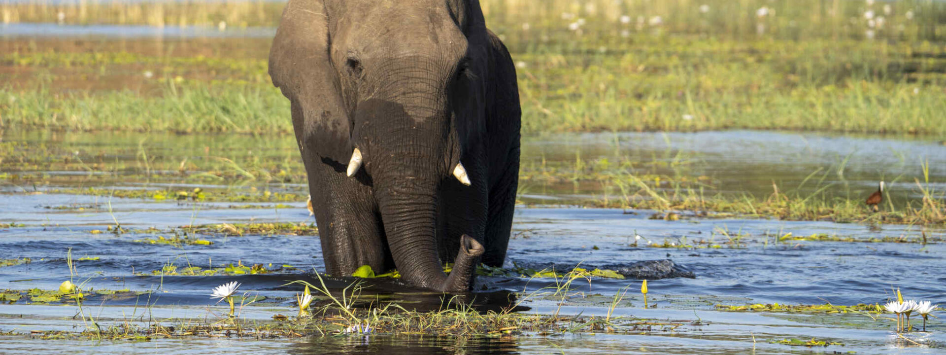 Olifant tussen de waterlelies in Chobe, Botswana