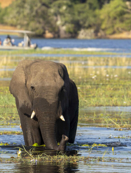 Olifant tussen de waterlelies in Chobe, Botswana