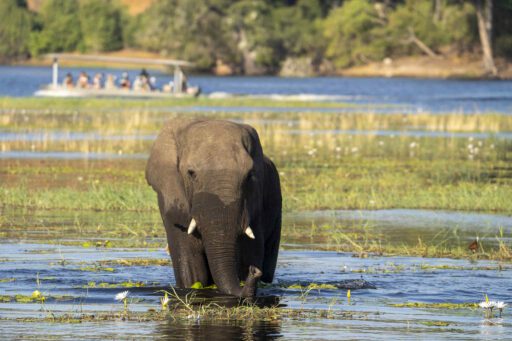 Olifant tussen de waterlelies in Chobe, Botswana