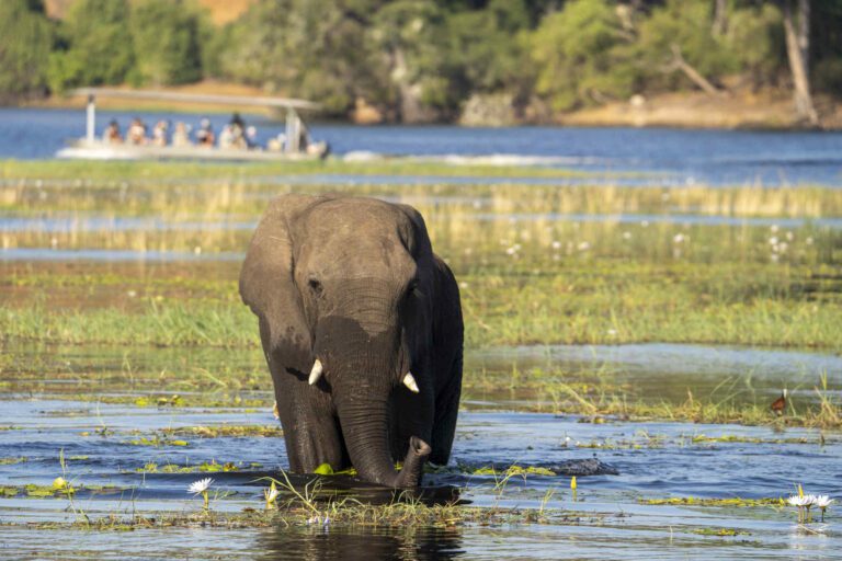 Olifant tussen de waterlelies in Chobe, Botswana