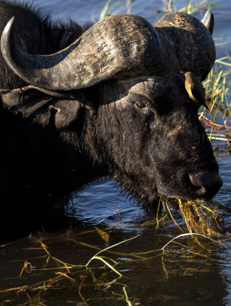 Buffel in Chobe