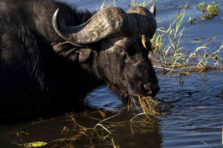 Buffel in Chobe