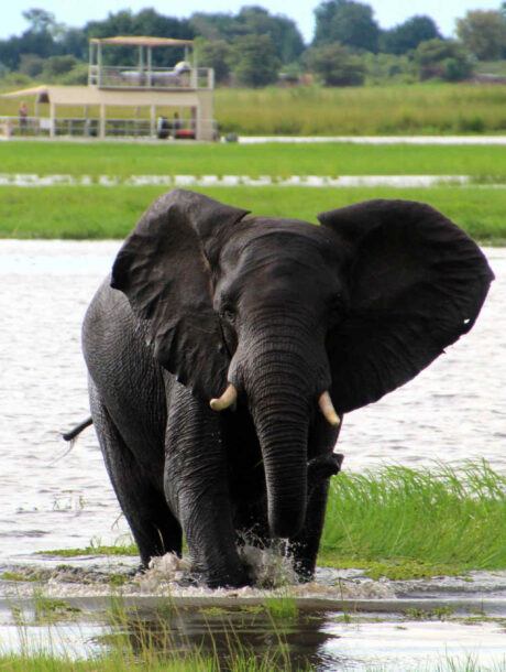 Olifant in Chobe NP