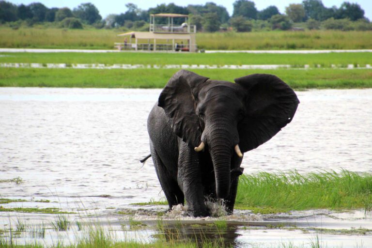 Olifant in Chobe NP