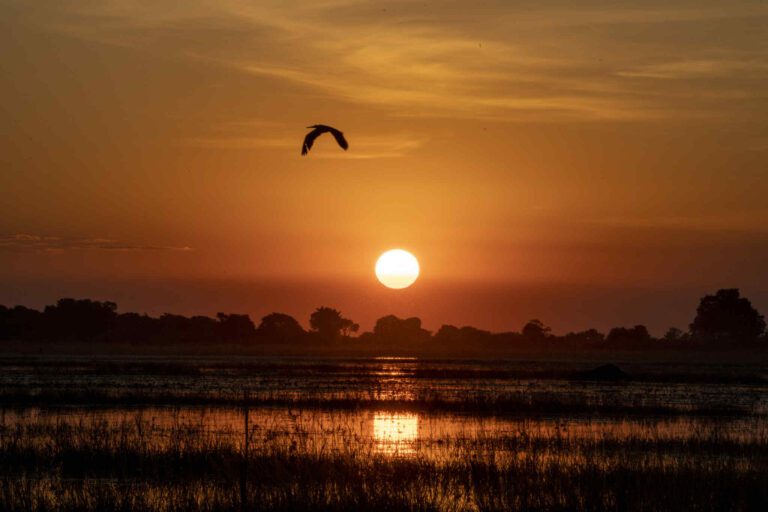 Chobe sunset