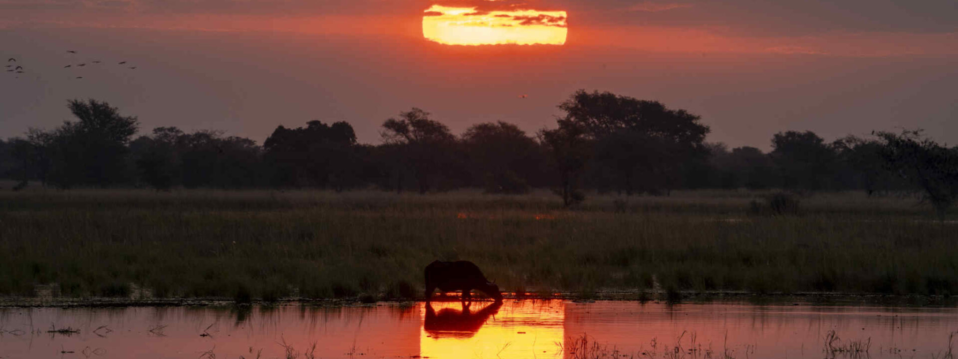 Buffalo at sunset in Chobe