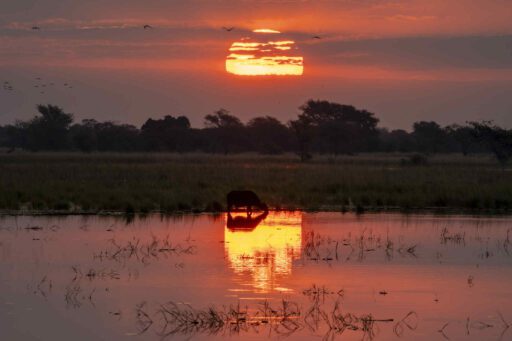 Buffalo at sunset in Chobe