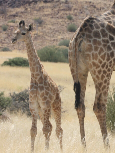 Giraffes in Damaraland Namibia