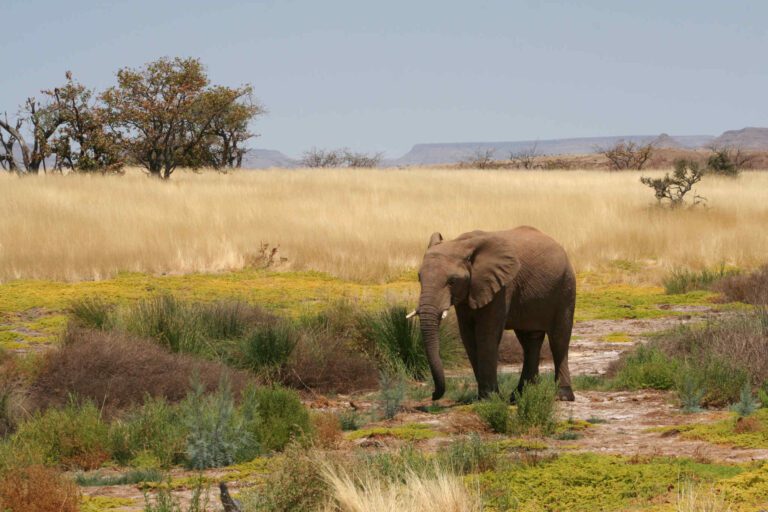 Olifant in Damaraland