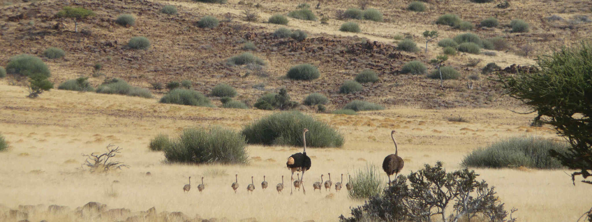 Struisvogel familie in Damaraland