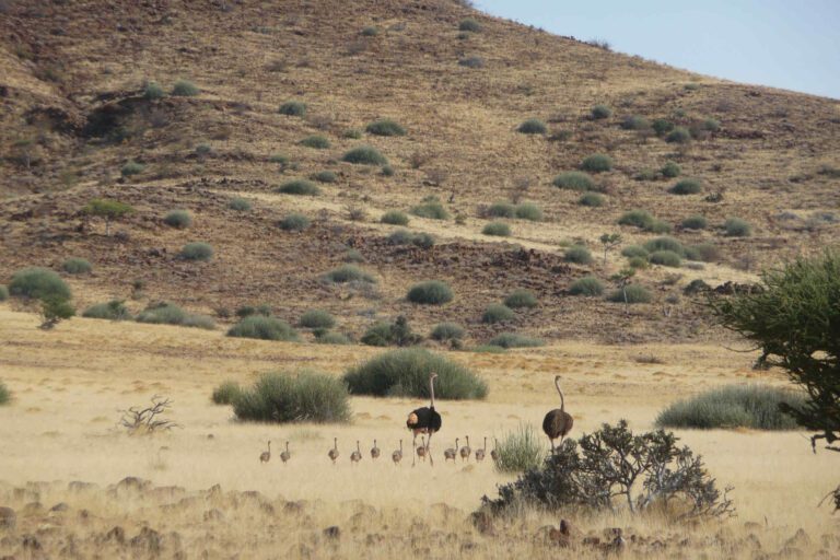 Struisvogel familie in Damaraland