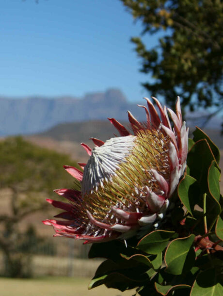 Protea in Drakensberg