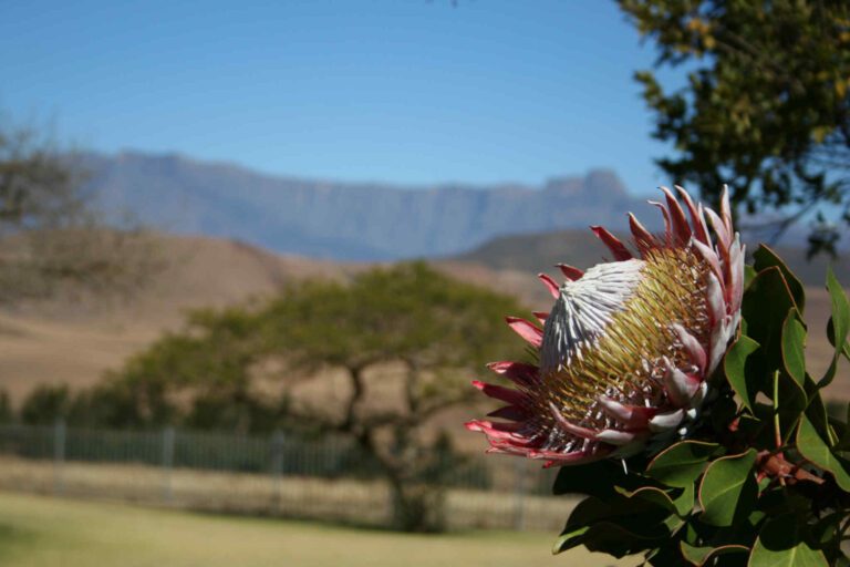 Protea in Drakensberg