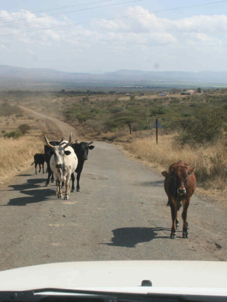 Koeien op de weg in Zuid-Afrika