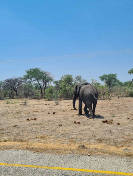 Olifanten langs de snelweg Botswana