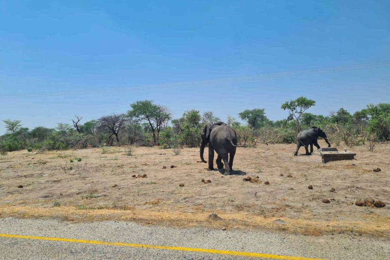 Olifanten langs de snelweg Botswana