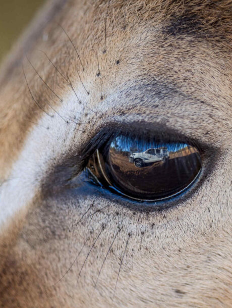 4x4 reflectie in het oog van een impala