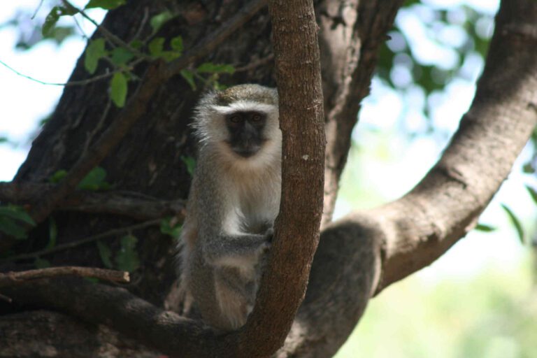 Aapje in Zambia