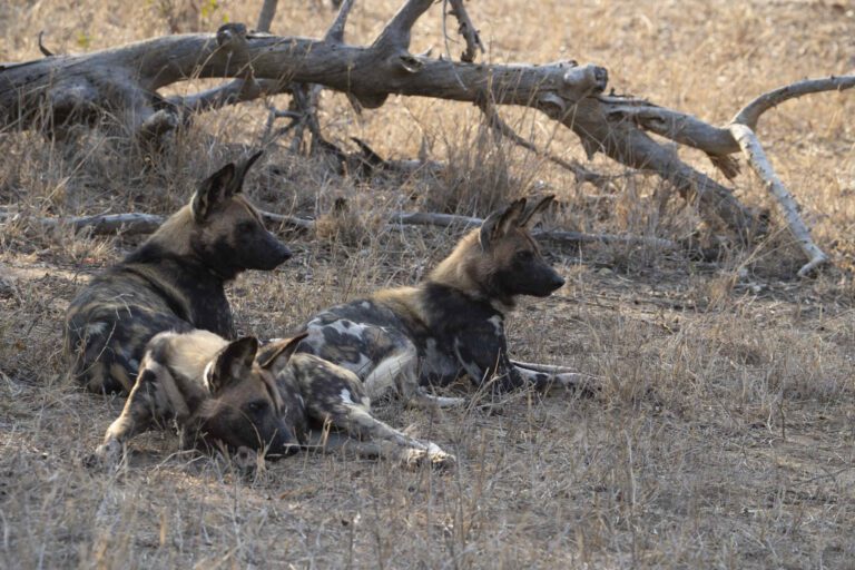 African Wild Dogs tijdens privé safari