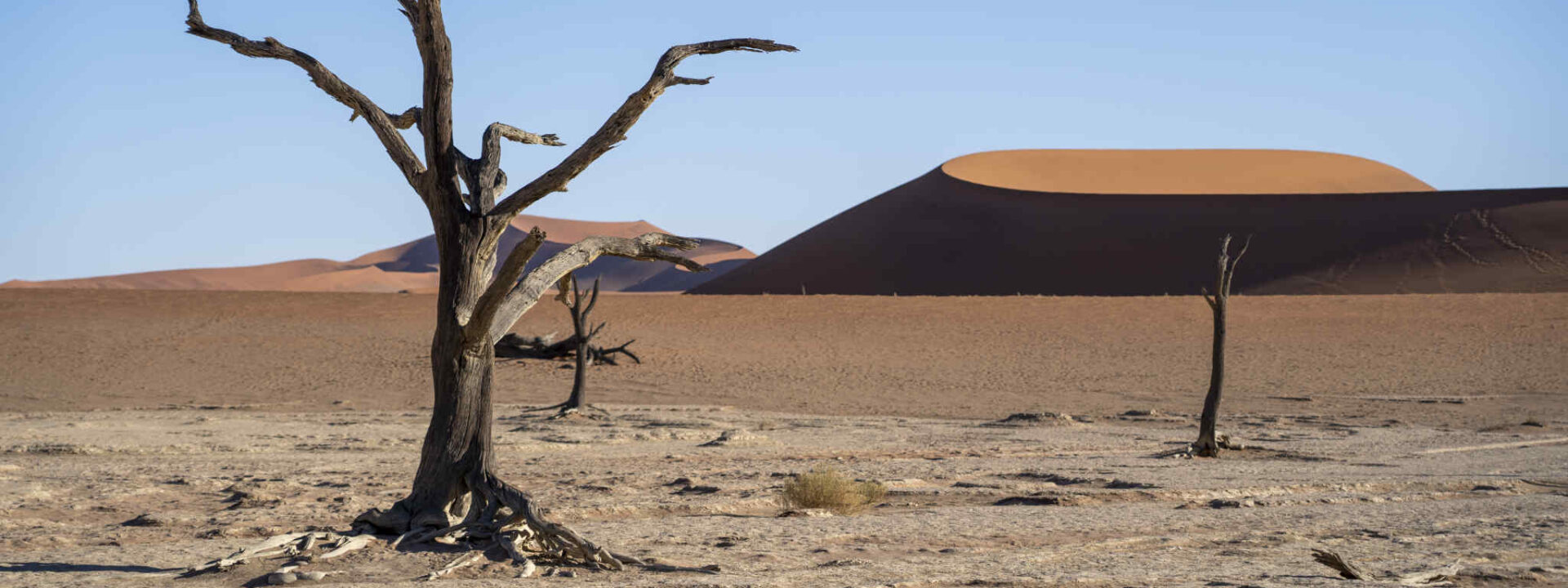 Bomen in de Deadvlei in Namibië