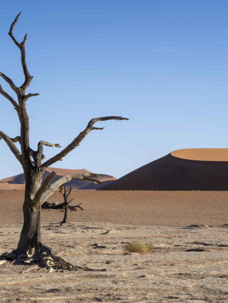 Bomen in de Deadvlei in Namibië