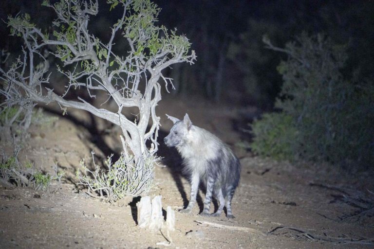 Bruine hyena in de nacht in Tuli Block