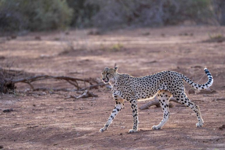 Cheetah in Tuli Block