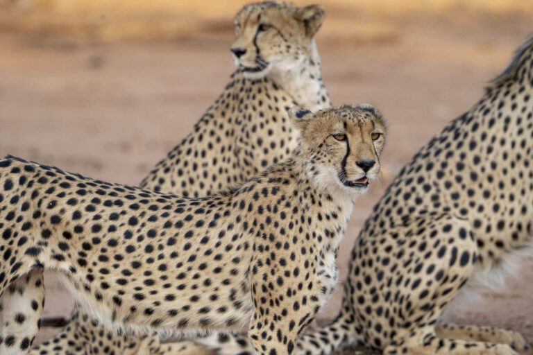 Cheetah trio