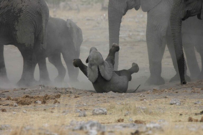 Babyolifant rolt door het stof