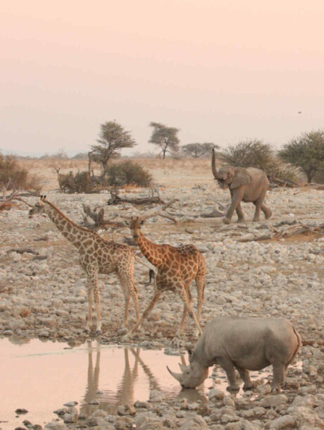 Drukte bij de waterplaats in Etosha Nationaal Park