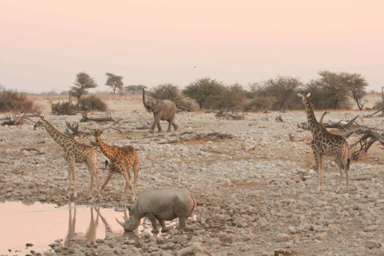 Drukte bij de waterplaats in Etosha Nationaal Park