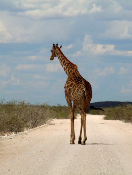 Giraffe op de weg