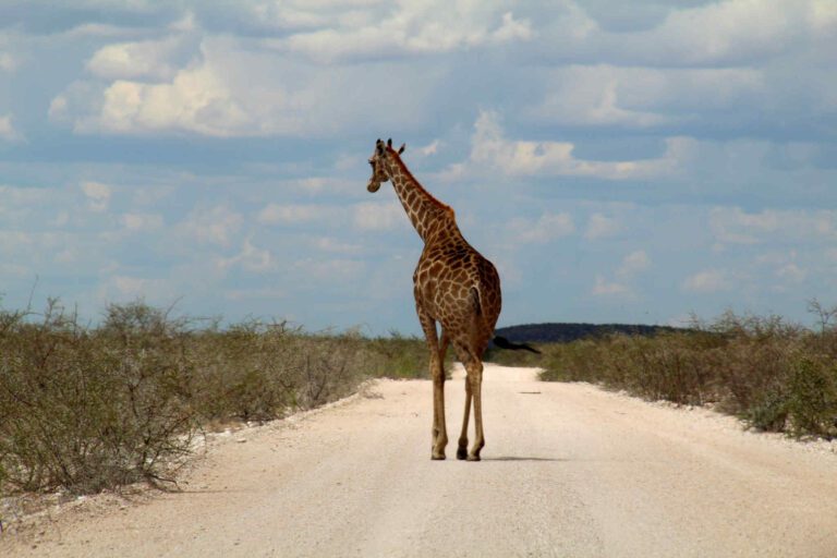 Giraffe op de weg