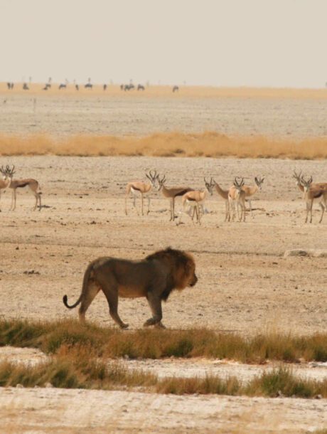 Leeuw loopt over de savanne in Etosha National Park