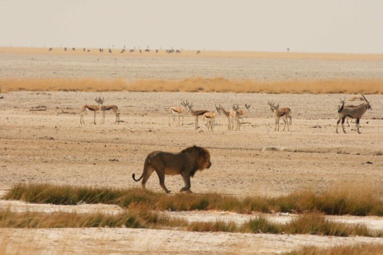 Leeuw loopt over de savanne in Etosha National Park