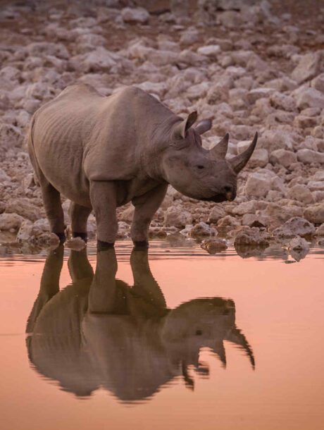 Zwarte neushoorn met reflectie in waterplaats in Etosha NP