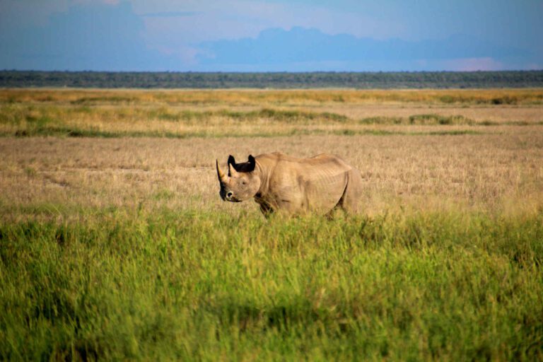 Zwarte neushoorn in een groen Etosha NP