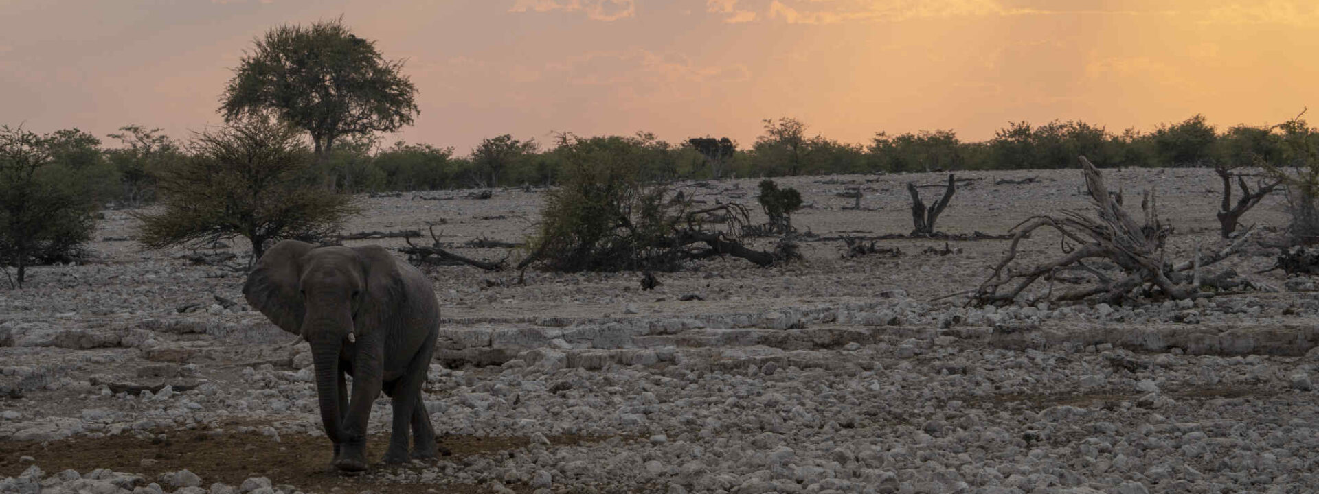 Olifant komt aanlopen bij zonsondergang in Etosha NP