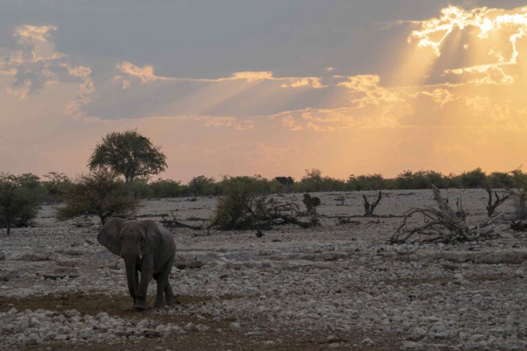 Olifant komt aanlopen bij zonsondergang in Etosha NP