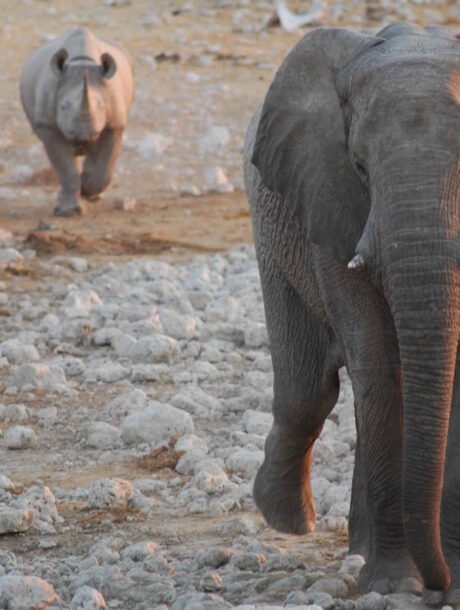 Olifant en neushoorn lopen achter elkaar