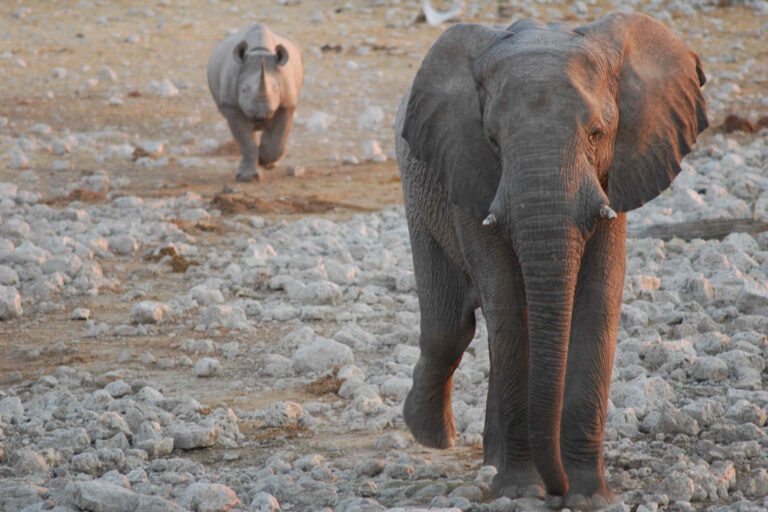 Olifant en neushoorn lopen achter elkaar