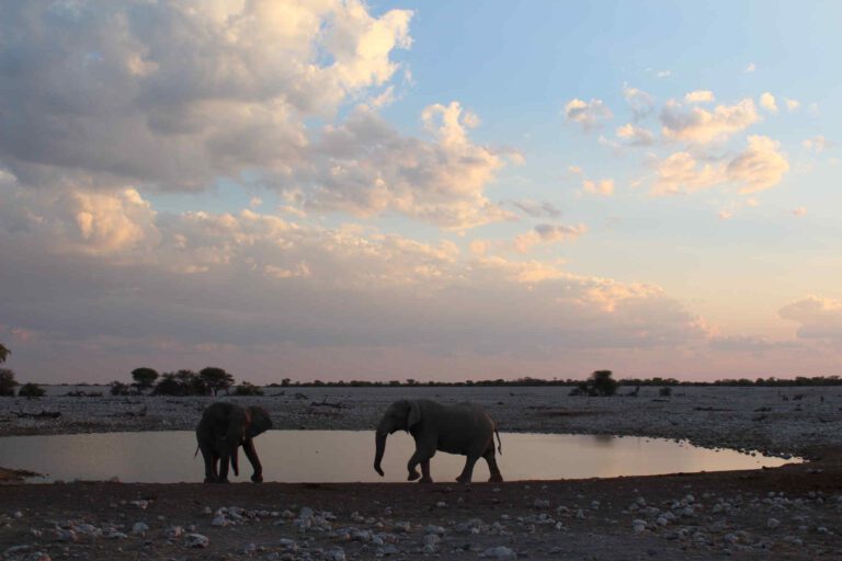 Olifanten bij Okaukuejo waterplaats in Etosha National Park