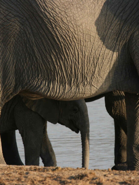 Olifantenkalf tussen de benen door van de matriarch in Etosha Nationaal Park