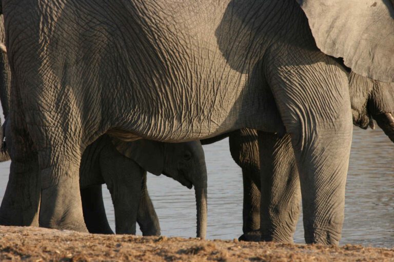 Olifantenkalf tussen de benen door van de matriarch in Etosha Nationaal Park