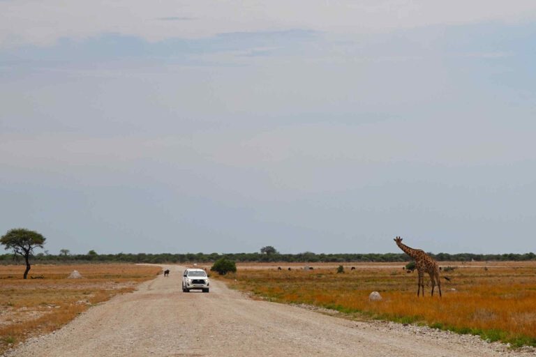 Verkeerssituatie in Etosha National Park
