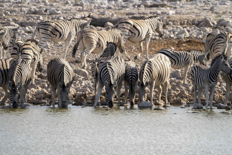 Zebra's drinken water in Etosha Nationaal Park